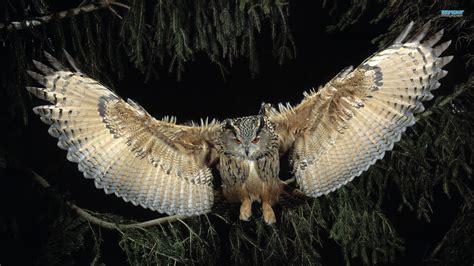 44 Owl Flying Wallpaper Wallpapersafari