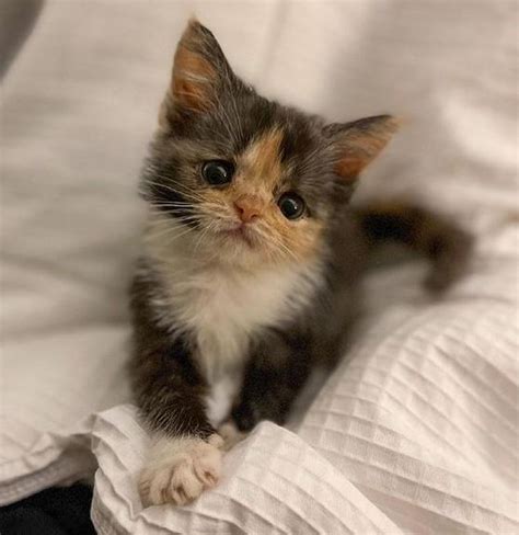 Kitten With Strong Will Transforms From Tiny Preemie To Adorable Fluffy
