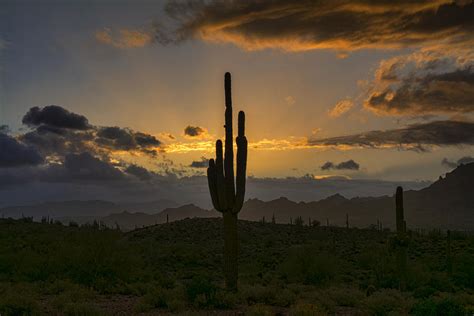 Saguaro Sunrise In The Sonoran Desert Photograph By Saija Lehtonen