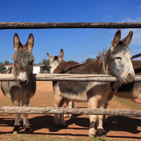 Herd Of Donkeys Stock Photo Image Of Field Domestic 12975068