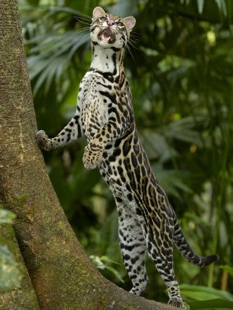 Tropical rainforests are an important ecosystem with distinct characteristics and adaptations. Interesting Collection: Amazing Amazon