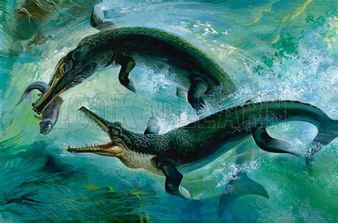 Man Eating Descendants Of The Mesozoic Eras Reptiles Crocodiles