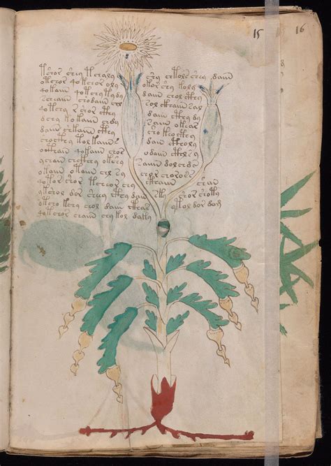 What Is The Voynich Manuscript