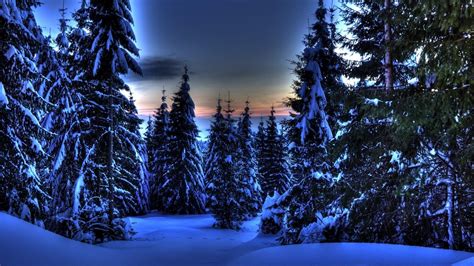 Wondrous Evergreen Forest In Winter Hdr wallpaper | nature and ...