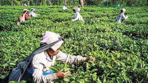 Sri lanka arrests 'mrs world' over assault on beauty pageant winner. Wages set to turn tea plantations firms brew bitter | Zee ...