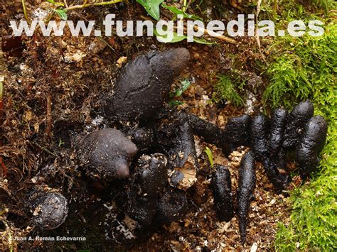 xylaria polymorpha the ultimate mushroom guide