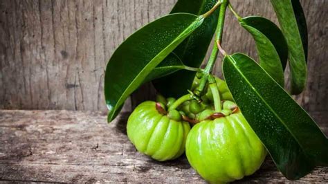 things you need to know about garcinia cambogia smart health bay the key to healthy living
