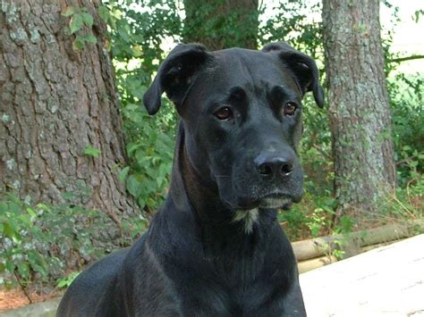 Labradane Great Dane And Lab Mix