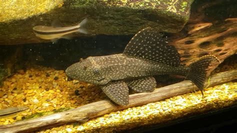 High Fin Spotted Pleco Is Showing Off Youtube