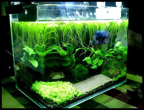 Floating Plants Betta Fish Tank Aquascape Ideas