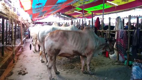 Biggest Gorur Haat In Dhaka Bangladesh Amazing Gabtoli Cow Market