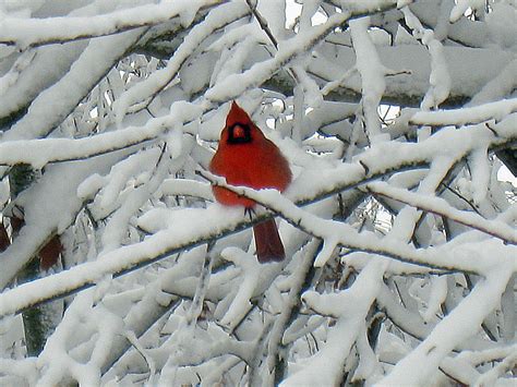 Cardinal Winter Bird Beautiful Birds Pet Birds