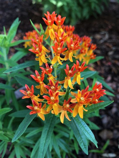 Florida Wildflowers Butterfly Weed Gardening In The Panhandle