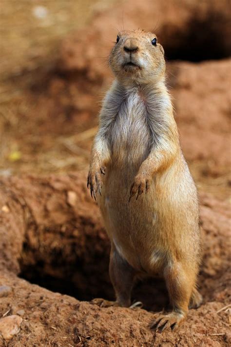 64 Best Images About Prairie Dog On Pinterest Wild Life