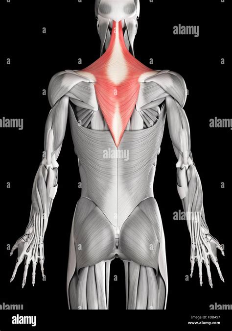 Human Back And Neck Muscles Trapezius Illustration Stock Photo Alamy