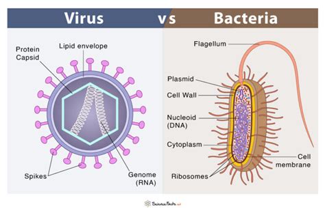 Virus Vs Bacteria Major Differences Along With Similarities