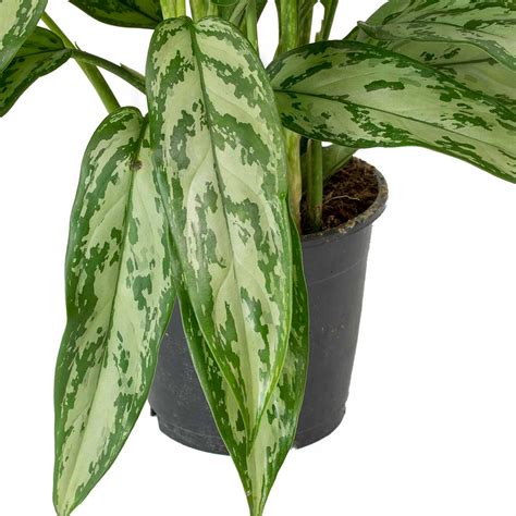 Aglaonema Silver Queen Chinese Evergreen House Plants Hortology
