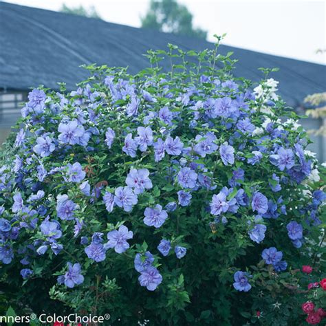 Blue Chiffon® Rose Of Sharon Hibiscus Syriacus Proven Winners