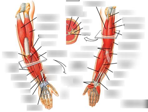 Arm Muscles Diagram Anteriorsuperficial View Diagram Quizlet
