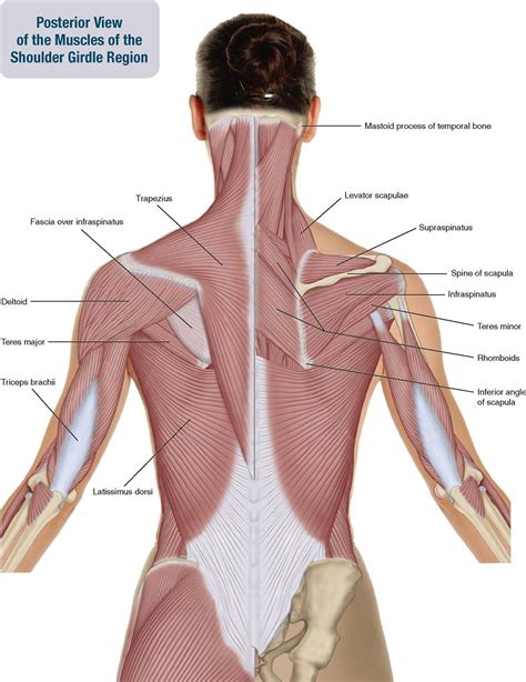 Shoulder Muscle Anatomy Posterior View