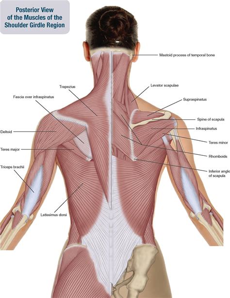 You need your pectoral girdles to provide structural support. 6. Muscles of the Shoulder Girdle and Arm ...