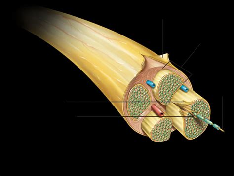 In this short video i use blender 2.8 to show how i created a bone cross section and then use images to control the. Peripheral Nerve Cross Section - Human Anatomy Body