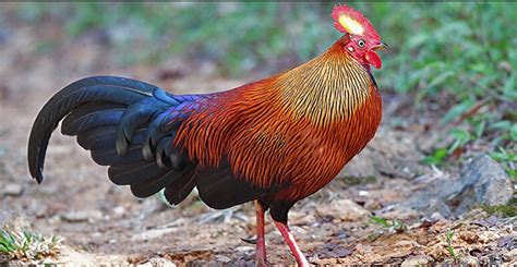 Ceylon Jungle Fowl National Bird Of Sri Lanka Interesting Facts