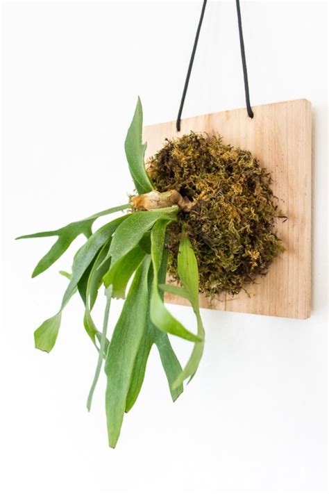 How To Mount A Staghorn Fern To Hang On Your Wall