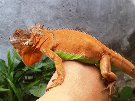 Do Iguanas Changes Color Mypetcarejoy