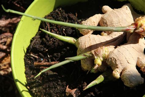 Novalib Méthodes Cultiver le gingembre chez soi