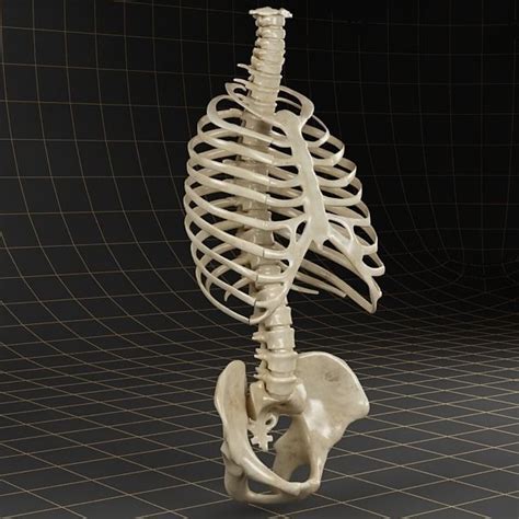 Rib cage, basketlike skeletal structure that forms the chest, or thorax, made up of the ribs and their corresponding attachments to the sternum and the vertebral column. 3D model Anatomy skeleton pelvis spinal column ribs
