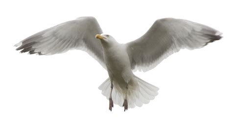 Gulls Bird Photo Manipulation Seagull Png Download 1024580 Free