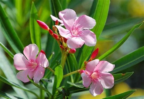 American Botanical Council Warns Consumers About High Toxicity Of Oleander