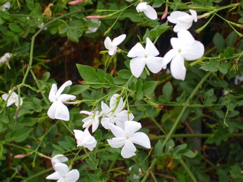 Jasminum Officinale Common Jasmine World Of Flowering Plants