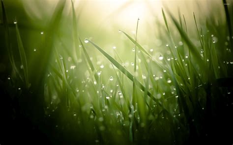 Dew Drops On Grass 2 Wallpaper Photography Wallpapers 32943