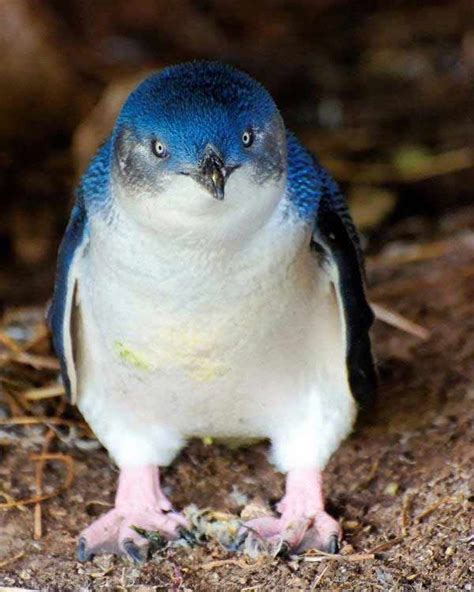 Dapper Blue Penguin Tux Is A Feathery First Live Science