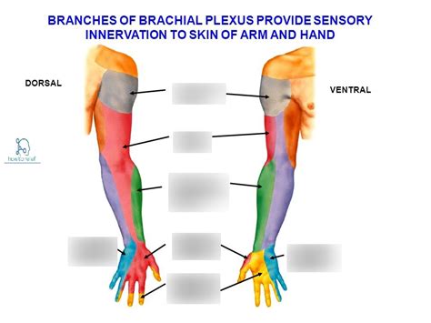 Brachial Plexus Muscle Innervations Plexus Products Brachial Hand My