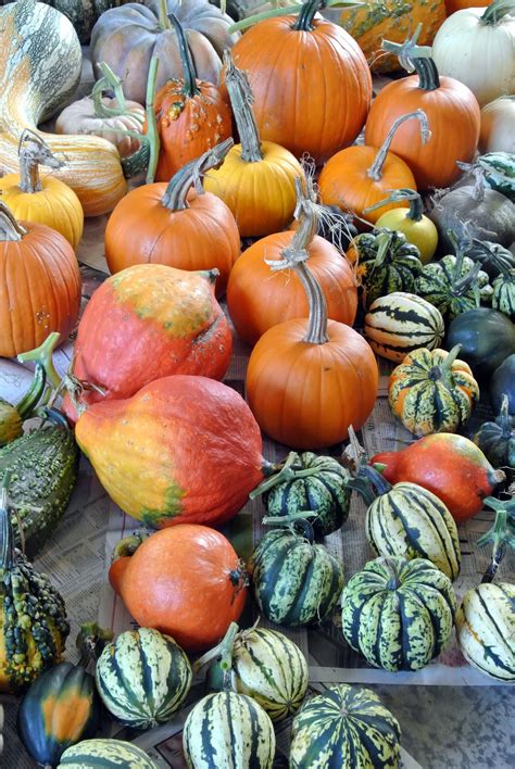Should nutrients be added to the soil? The Martha Stewart Blog : Blog Archive : Harvesting the ...