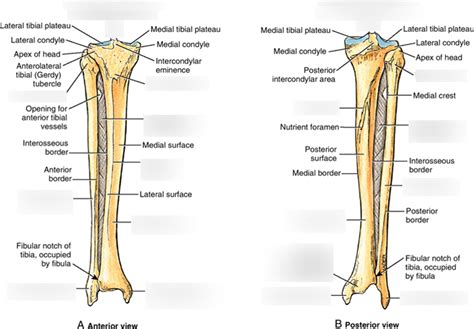 Bio Tibia And Fibula Bone Diagram Lab Guide Diagram Quizlet