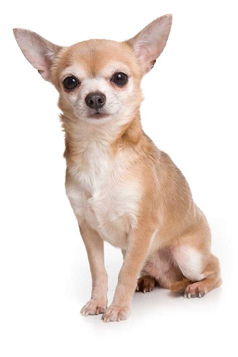 See more of all about chihuahuas on facebook. Chihuahua Dog Breed » Information, Pictures, & More