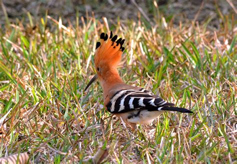 Hoopoe Upupa Epops With Full Crest Searching For Ants Photo At