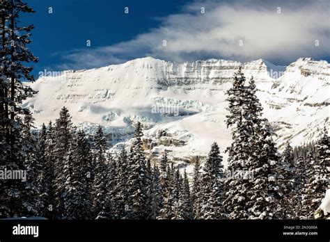 Snow Covered Mountain With Snow Covered Evergreen Trees Blue Sky And