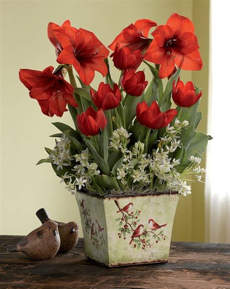 Lo shop online per i professionisti della decorazione. regali-natale-proposta-amanti-piante-fiori-rossi-bianchi ...