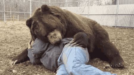 Bear Cuddles Gif Bear Cuddles Hugs Discover Share Gifs My Xxx Hot Girl