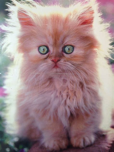 Cutest Kitten In The World Kittens Kittens Cutest Orange Cat