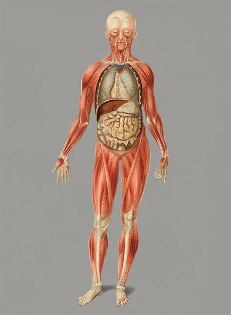 This Fascinating Collection Of Anatomical Illustrations Is Created By