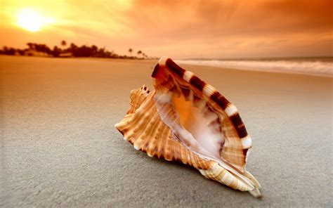 Wallpaper Sea Nature Sand Beach Seashell Hand Material Macro Photography Invertebrate