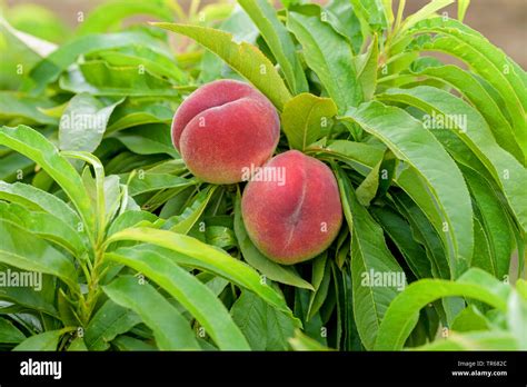 Peach Prunus Persica Bonanza Prunus Persica Bonanza Peaches On A