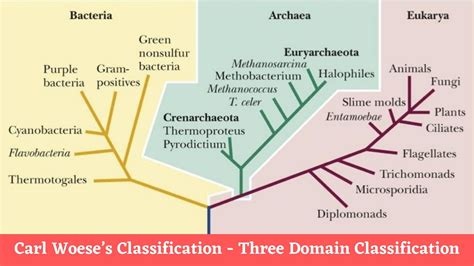 Carl Woeses Classification Three Domain Classification