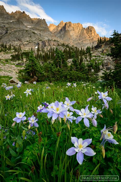 Flowers & gifts of rocky mount. Columbine Meadow | East Inlet, Rocky Mountain National ...